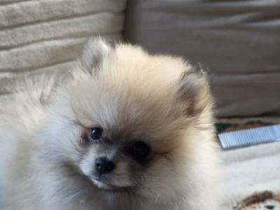 Stunning female Pomeranian puppy in Limerick