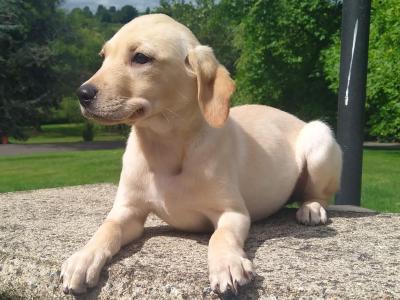 Golden Labrador puppies in Cavan
