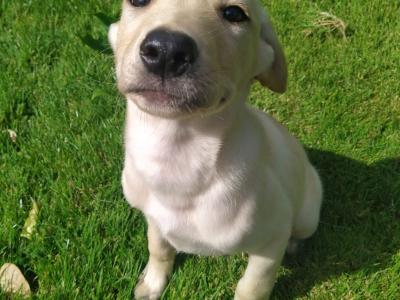 Golden Labrador puppies in Cavan