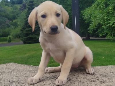 Golden Labrador puppies in Cavan