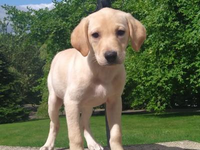 Golden Labrador puppies in Cavan