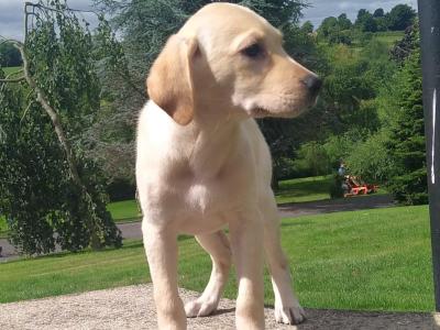 Golden Labrador puppies in Cavan