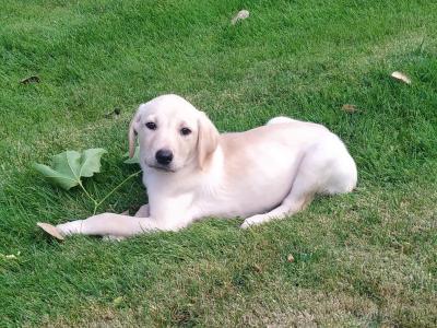 Golden Labrador puppies in Cavan