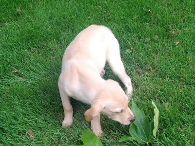 Golden Labrador puppies in Cavan