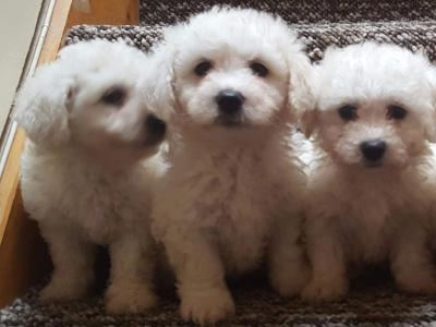 Beautiful Bichon Frise puppies male & female in Dublin. Parent are family pets