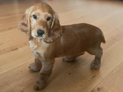 Male Cocker Spaniel puppy in Galway