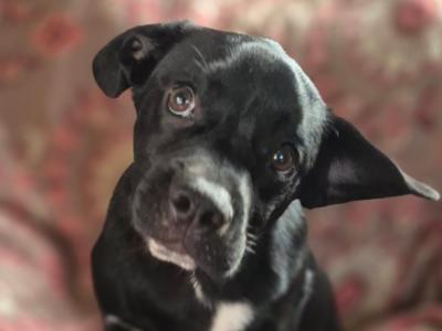 Beautiful male French Bulldog Cross Collie for sale in Cork