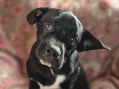 Beautiful male French Bulldog x Border Collie puppy for sale in Cork