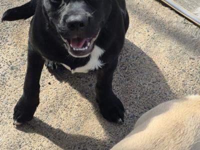 Beautiful male French Bulldog Cross Collie for sale in Cork