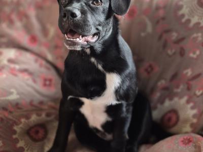 Beautiful male French Bulldog Cross Collie for sale in Cork
