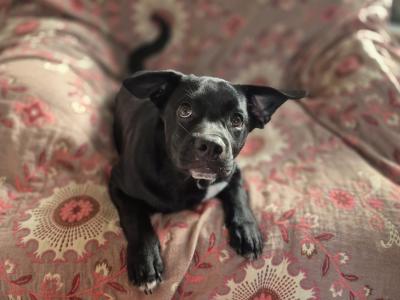 Beautiful male French Bulldog Cross Collie for sale in Cork