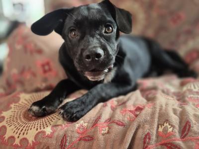 Beautiful male French Bulldog Cross Collie for sale in Cork