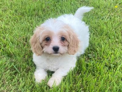 Adorable Cavachon puppy in Sligo
