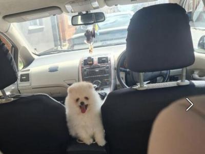 Stunning female Pomeranian puppy in Limerick