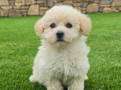 Perfect female Poochon puppy in Limerick