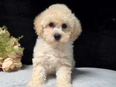 Perfect female Poochon puppy in Limerick