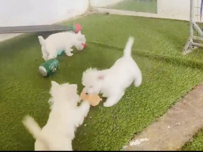 Kc Reg West Highland Terrier puppies in Fermanagh