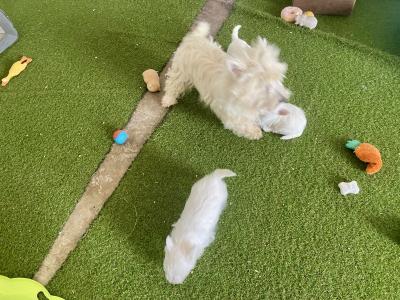 Kc Reg West Highland Terrier puppies in Fermanagh