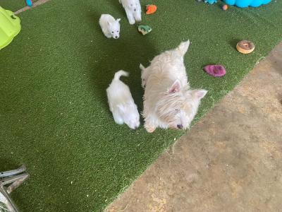 Kc Reg West Highland Terrier puppies in Fermanagh