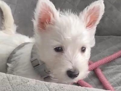 Kc Reg West Highland Terrier puppies in Fermanagh