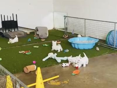 Kc Reg West Highland Terrier puppies in Fermanagh