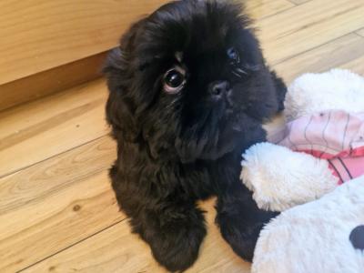 Imperial Shih Tzu puppies in Clare