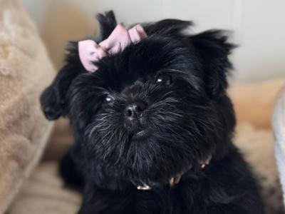 Imperial Shih Tzu puppies in Clare