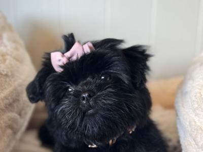 Imperial Shih Tzu puppies in Clare