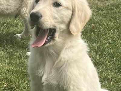 Beautiful IKC Registered Golden Retriever puppies in Kildare