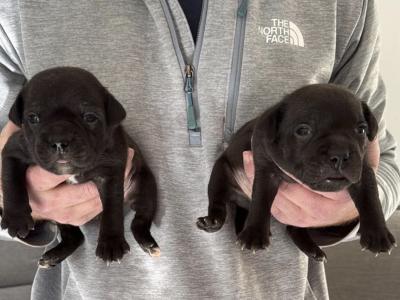 Black and Black and White Staffordshire Bull Terrier puppy in Wexford