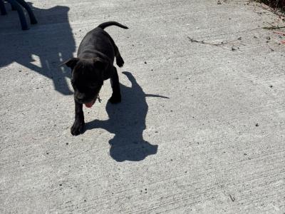 Black and Black and White Staffordshire Bull Terrier puppy in Wexford