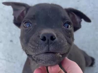 Black and Black and White Staffordshire Bull Terrier puppy in Wexford