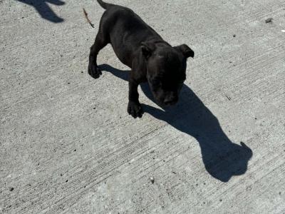Black and Black and White Staffordshire Bull Terrier puppy in Wexford