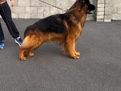 Long Coat German Shepherd puppies in Waterford