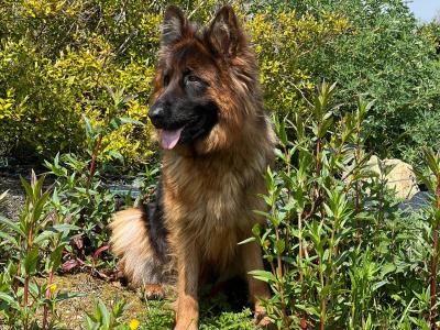 Long Coat German Shepherd puppies in Waterford