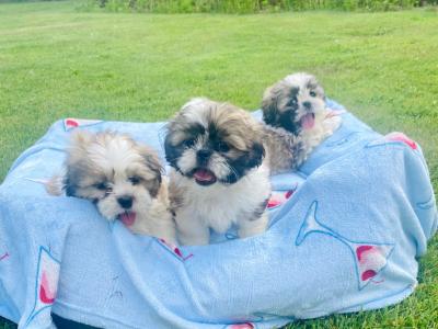 Purebred Shih Tzu 🩷💙 puppies in Meath