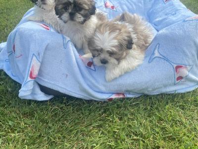 Purebred Shih Tzu 🩷💙 puppies in Meath