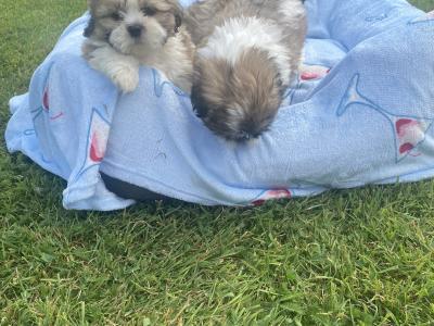 Purebred Shih Tzu 🩷💙 puppies in Meath