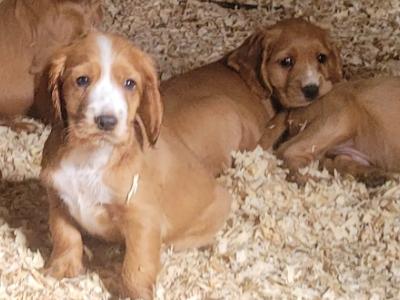 Golden Cocker Spaniel pups in Kilkenny