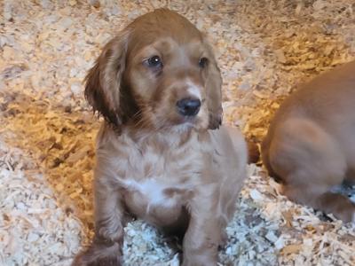 Golden Cocker Spaniel pups in Kilkenny