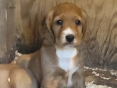 Golden Cocker Spaniel pups in Kilkenny