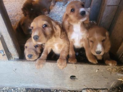 Golden Cocker Spaniel pups in Kilkenny