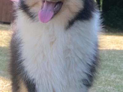 Rough Collie puppies in Kilkenny