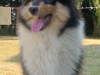 Rough Collie puppies in Kilkenny