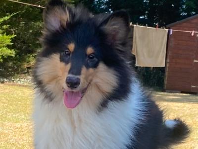 Rough Collie puppies in Kilkenny