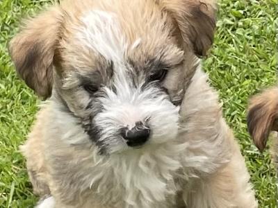 3 Morkie puppies (Maltese x Yorkshire Terrier) for sale in Mayo 0832019128