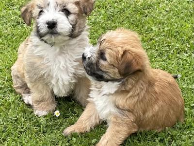 3 Morkie puppies (Maltese x Yorkshire Terrier) for sale in Mayo 0832019128