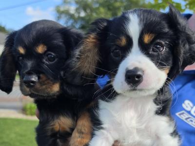 Cavalier King Charles Spaniel - 2 beautiful male puppies in Kerry