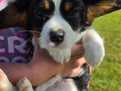 Cavalier King Charles Spaniel - 2 beautiful male puppies in Kerry