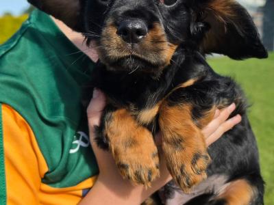 Cavalier King Charles Spaniel - 2 beautiful male puppies in Kerry